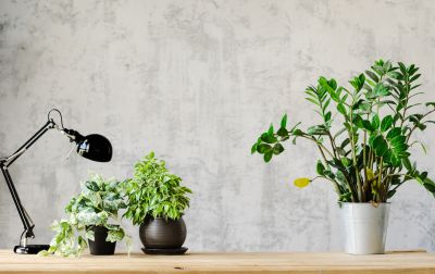 Wallpaper Installation